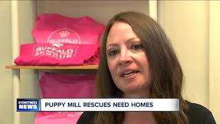 Dozens of dogs need homes after Buffalo group helps with puppy mill rescue