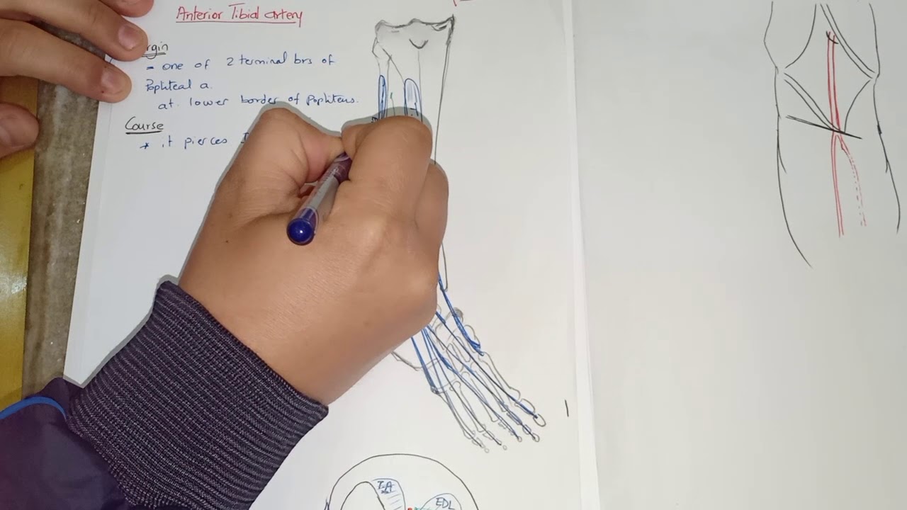 2. Anatomy of Anterior tibial artery