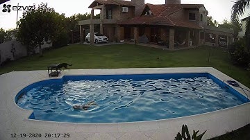 Doggy Guides Blind Best Friend Out of Pool || ViralHog