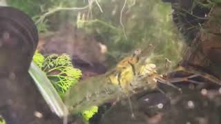 Prawn And Grhopper Love Story