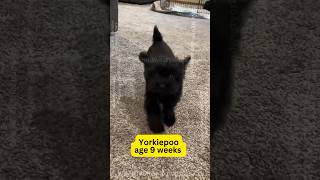 What does a baby YorkiePoo do after his nap? #yorkiepoos