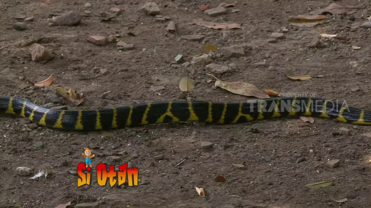 Si Otan Si Leher Panjang Dan Keunikanya 29 03 18 1 3 Youtube