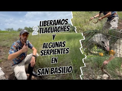 Liberación de tlacuaches y serpientes | Rescate y reubicación de fauna silvestre