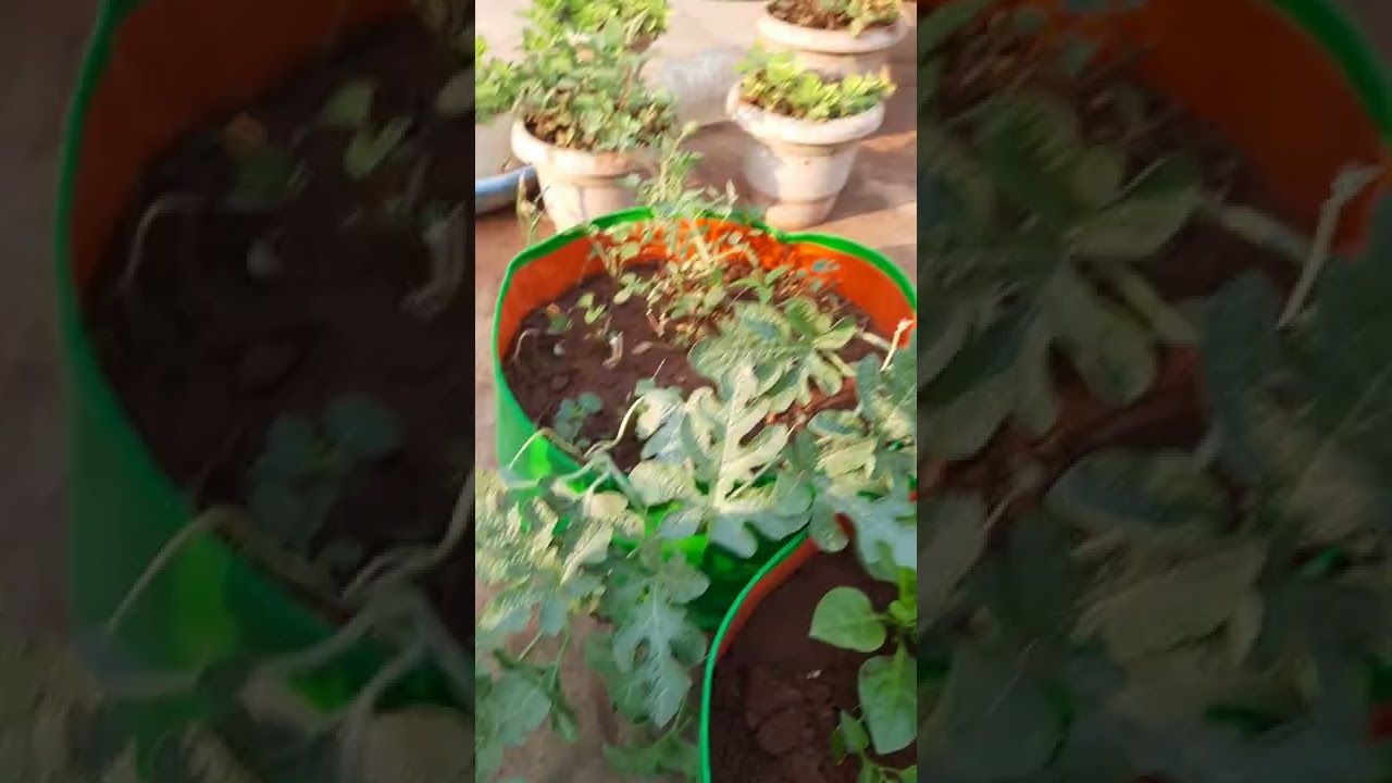 How to hand pollinate watermelon flowers YouTube