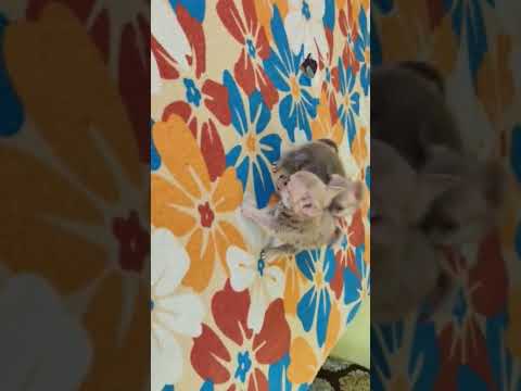 chihuahua puppy's fight.