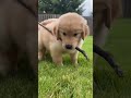 Three Golden Retriever Puppies vs One Stick 🐶🌿
