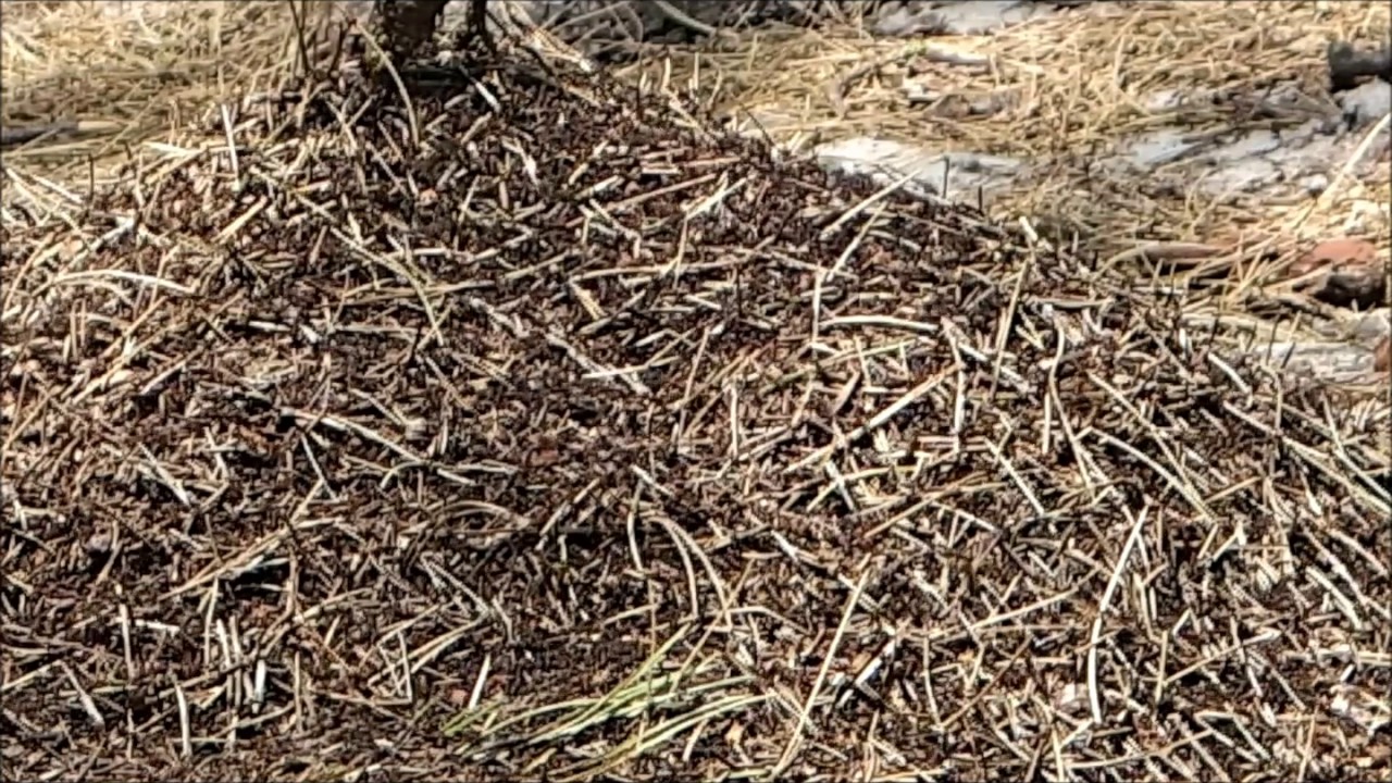Oliver's Nature - De kale bosmier (Formica polyctene) en de behaarde bosmier (Formica rufa)