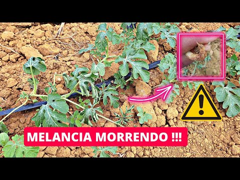 Vídeo: Minhas mudas de melancia estão morrendo: tratando o amortecimento em plantas de melancia