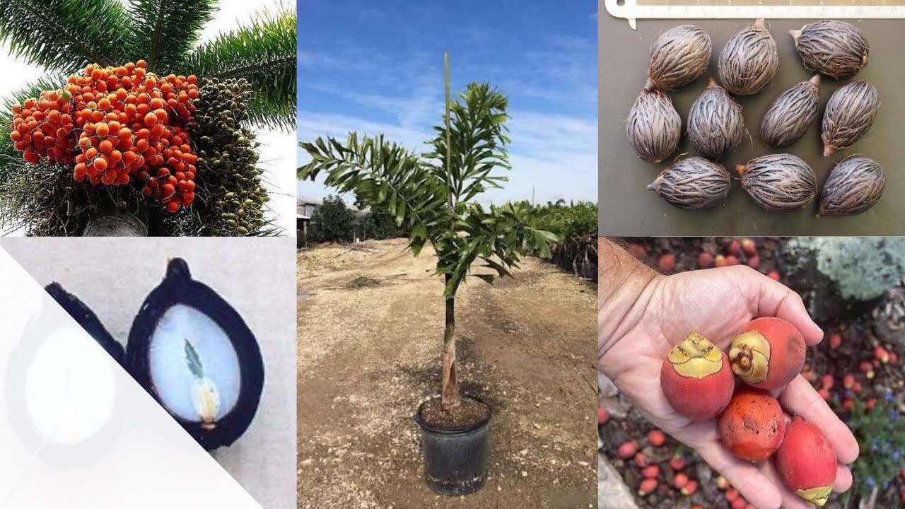 E0041 growing foxtail palms (￼wodyetia bifurcata) from seed. زراعة نخيل الفكستيل من البذور ￼￼￼￼