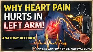 Why Does a Heart Attack Cause Arm Pain |  Anatomy  Decoded.