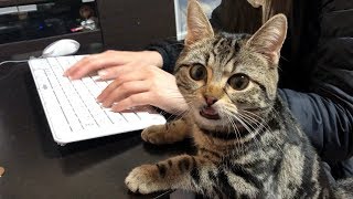 妹のお仕事中に我慢できず邪魔しに来てしまった猫ｗ