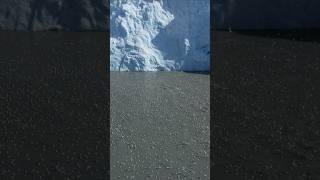 How many gulls can you count? 🇬🇱 Eqip Glacier in Greenland #visitgreenland #greenland #grönland