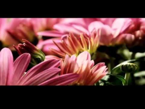 سورة لقمان القارئ عمر أحمد العنزي مونتاج سمو داعية
