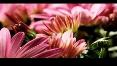 سورة لقمان القارئ عمر أحمد العنزي /مونتاج سمو داعية
