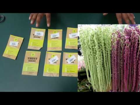 Best Summer Flowers Plant Seeds-Easy To Grow At Home.