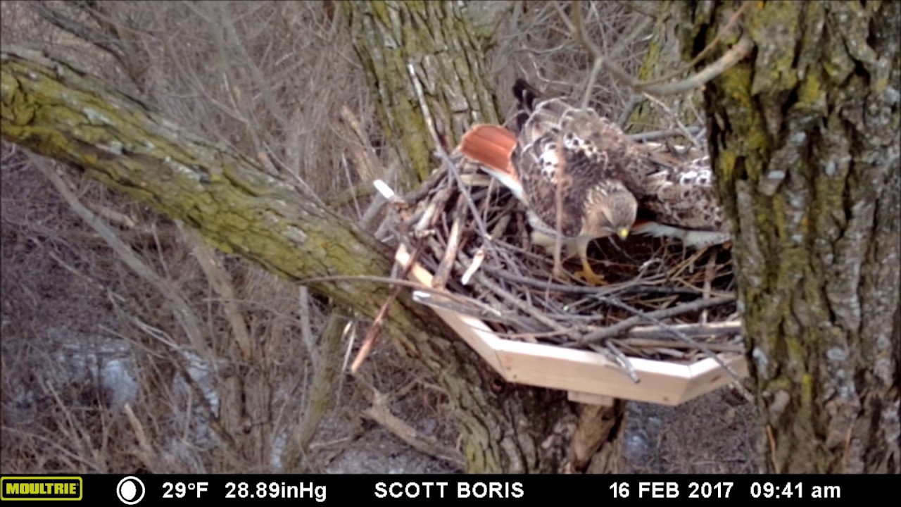 Waukesha Nest box has Red Tailed Hawk visits on February 16, 2017 YouTube