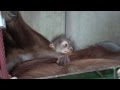 🐵旭山でオランウータンの赤ちゃん誕生・・母親が逃げまわる!?Orangutang's baby birth