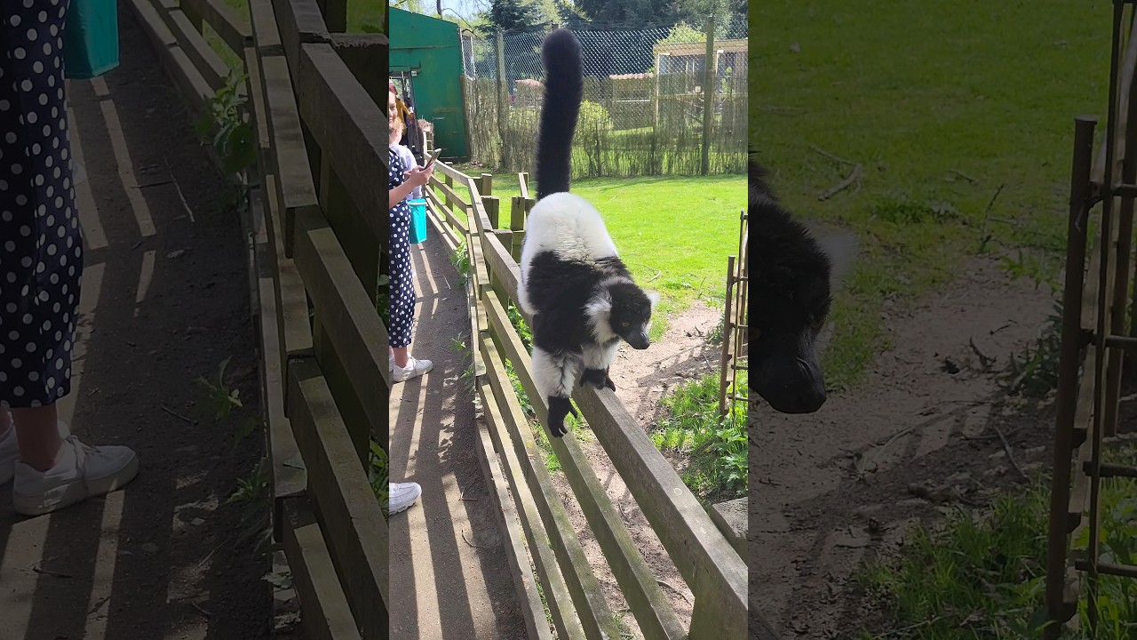 Lemur's Stroll: A Short Adventure Along the Fence 
