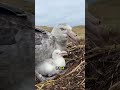 カモメの識別欠陥