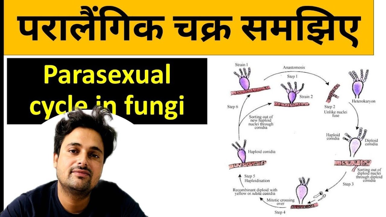 parasexuality in fungi given by pontikov || कवकों में परालैंगिक चक्र ...