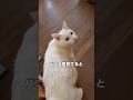 切ない思い出 #白猫 #猫店長 #猫のいる暮らし