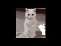 This is so good🥶 credits: deathgun#onepoundfish#funk#remix