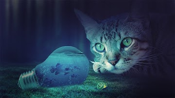 Cat Photoshop Manipulation Tutorial