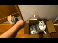 一度に２匹の気をひいてみる (Playing with UNI & MOMO)