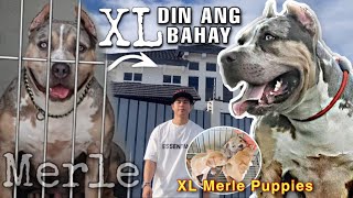 WAG MONG GAGALITIN!!! HIGANTENG MERLE •XL American Bully • Sam Walastik