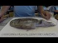 期間限定動画「魚のさばき方（コウイカ編）」