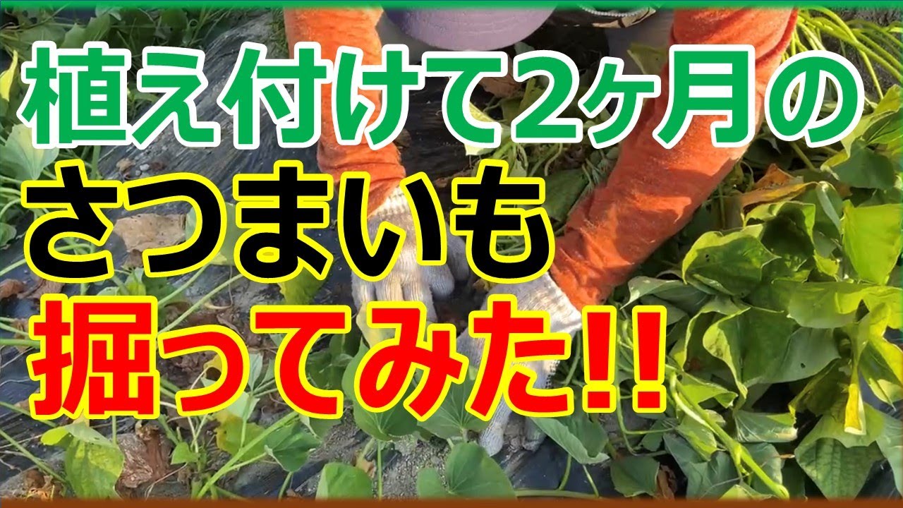 さつまいも苗　5月前期リクエストBOX 5月に定植したさつまいもを7月に掘ってみた！ #サツマイモ - YouTube