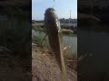 بطن الزير 