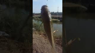 بطن الزير سمعها
