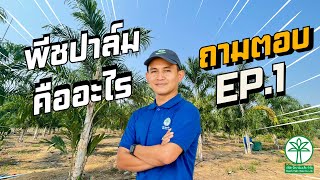 พีชปาล์มเอเซีย l พีชปาล์มคืออะไร ถาม-ตอบ Ep.1