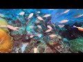 MORE DIVING IN THE CARIBBEAN SEA    A 90 MINUTE UNDERWATER RELAXATION VIDEO