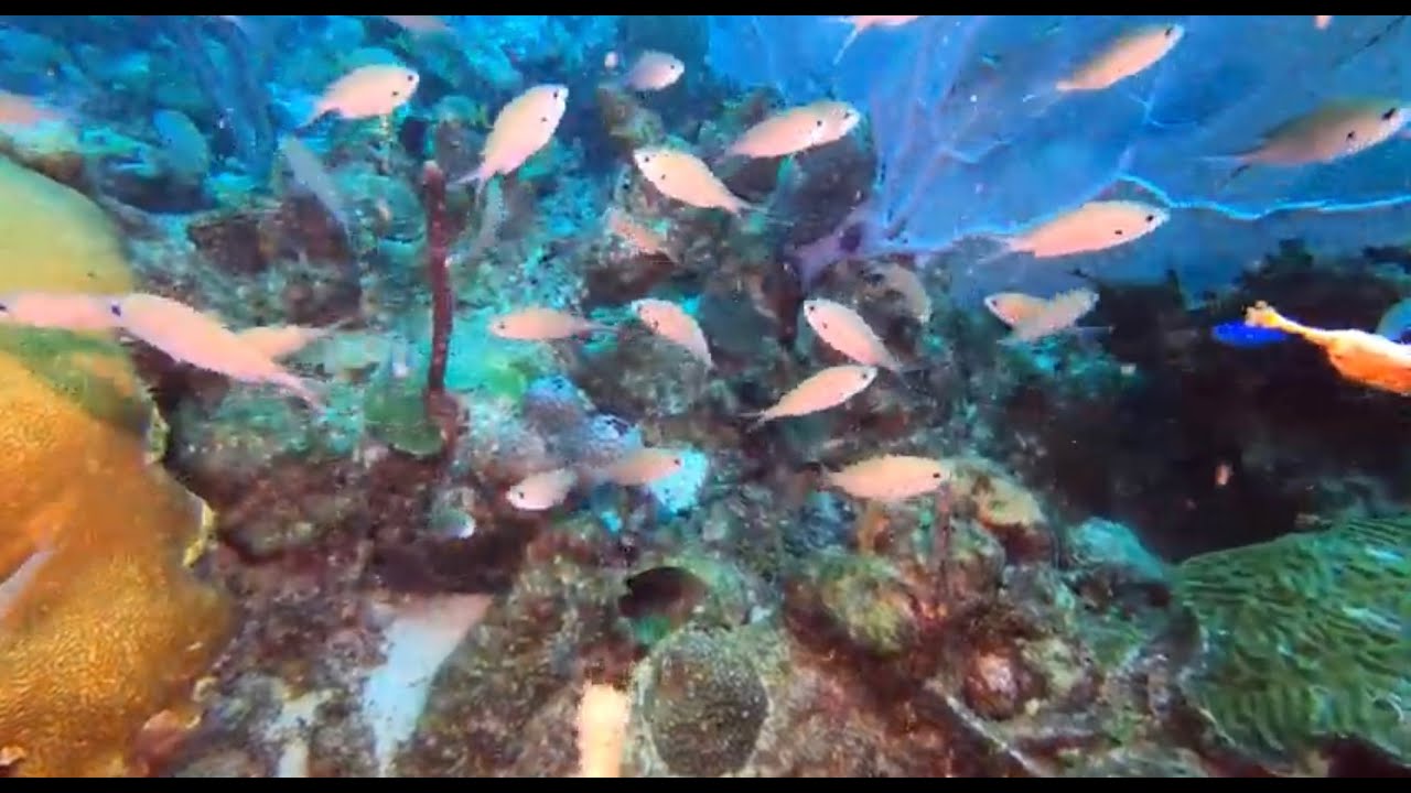 MORE DIVING IN THE CARIBBEAN SEA    A 90 MINUTE UNDERWATER RELAXATION VIDEO