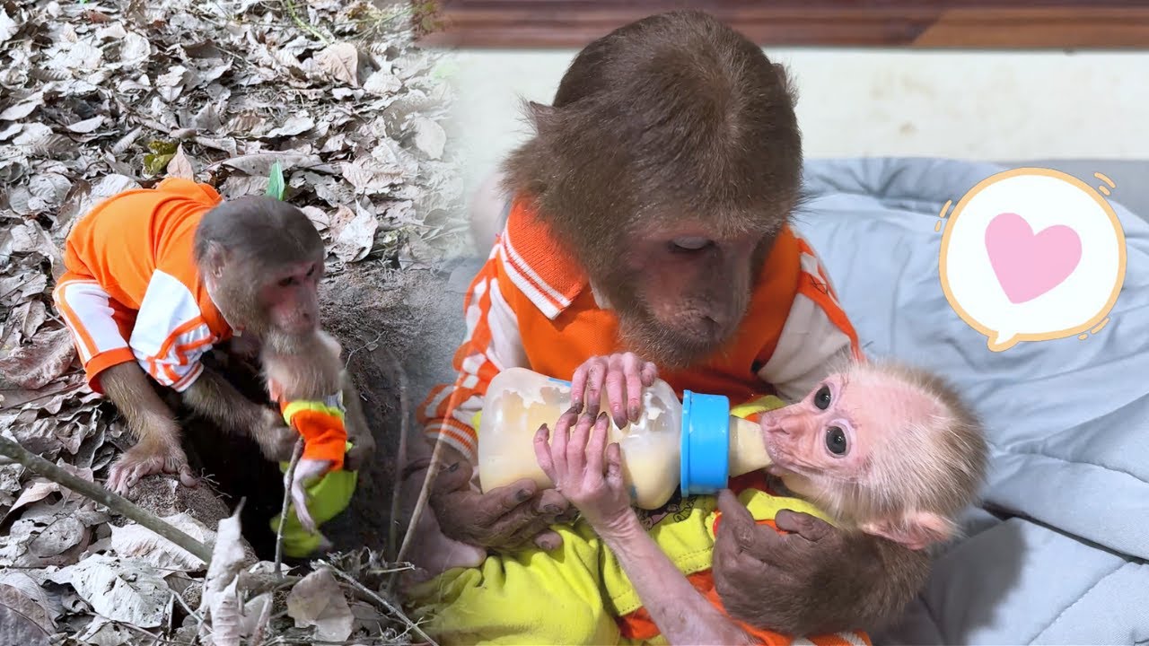 Emergency Moment! CUTIS Save Baby Monkey Buem in Surprise Situation!