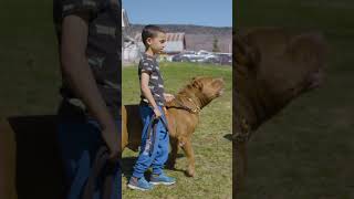 The next generation of DDK trainers #ytshorts #dog #dogdynasty #hulksmash #pitbulldog