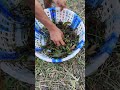 Village busket Style catfish catching video ep-4 #shorts #fishing