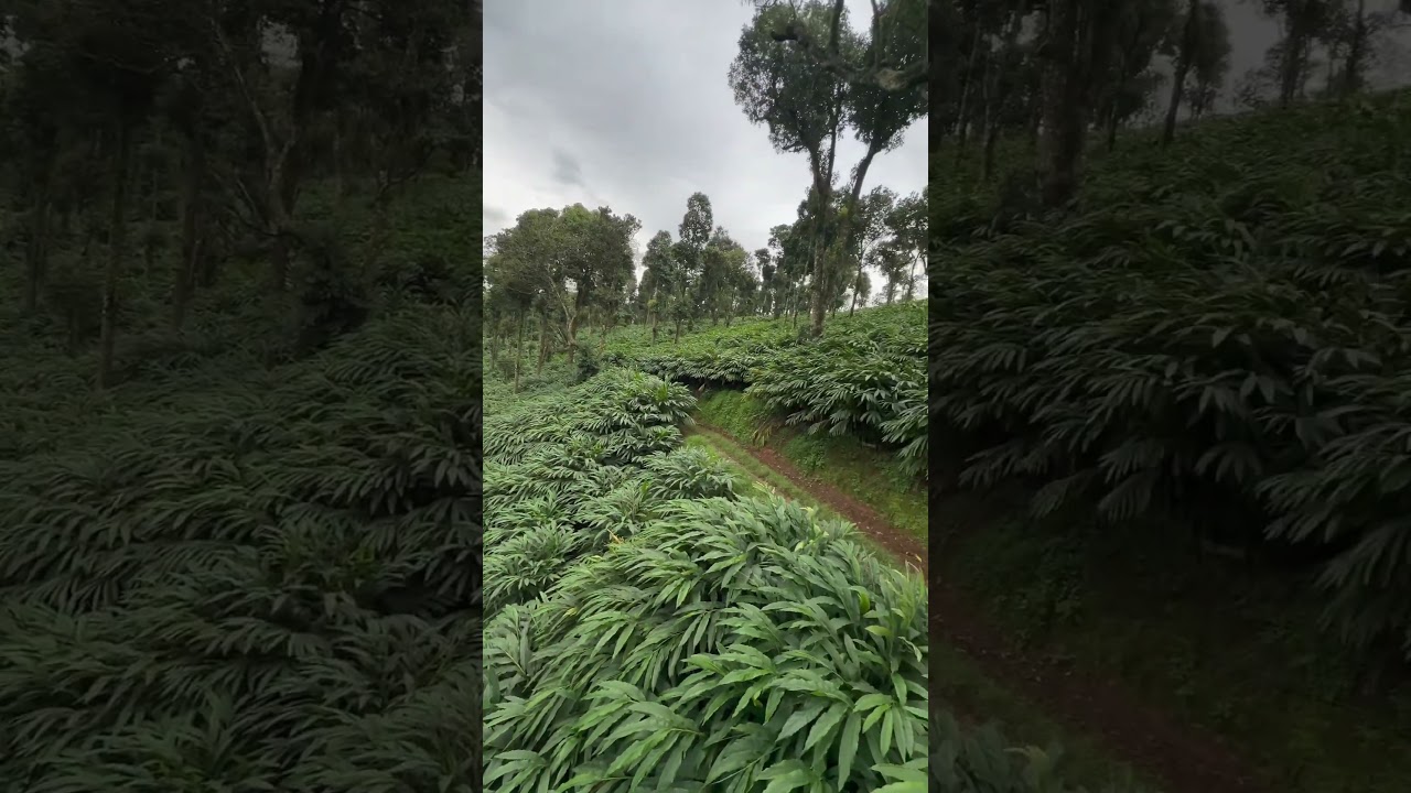 Cardamom plantation 🍂🍃