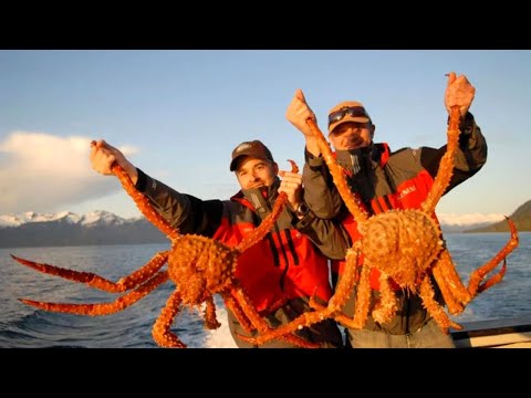 Видео: Камчатский краб: как ведут его промысел в Охотском море и почему он стал угрозой для  Баренцева моря