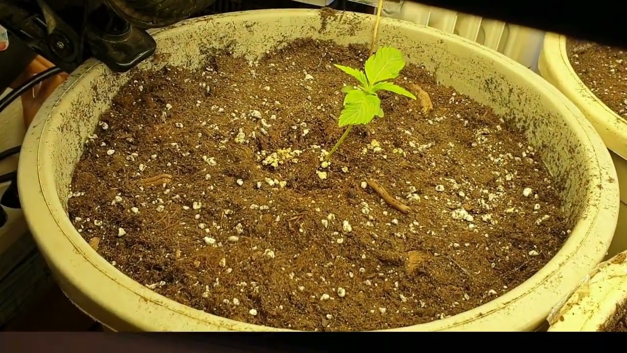 30 дней Critical Kush Auto Barneys Farm от Мария Любит Хуана 