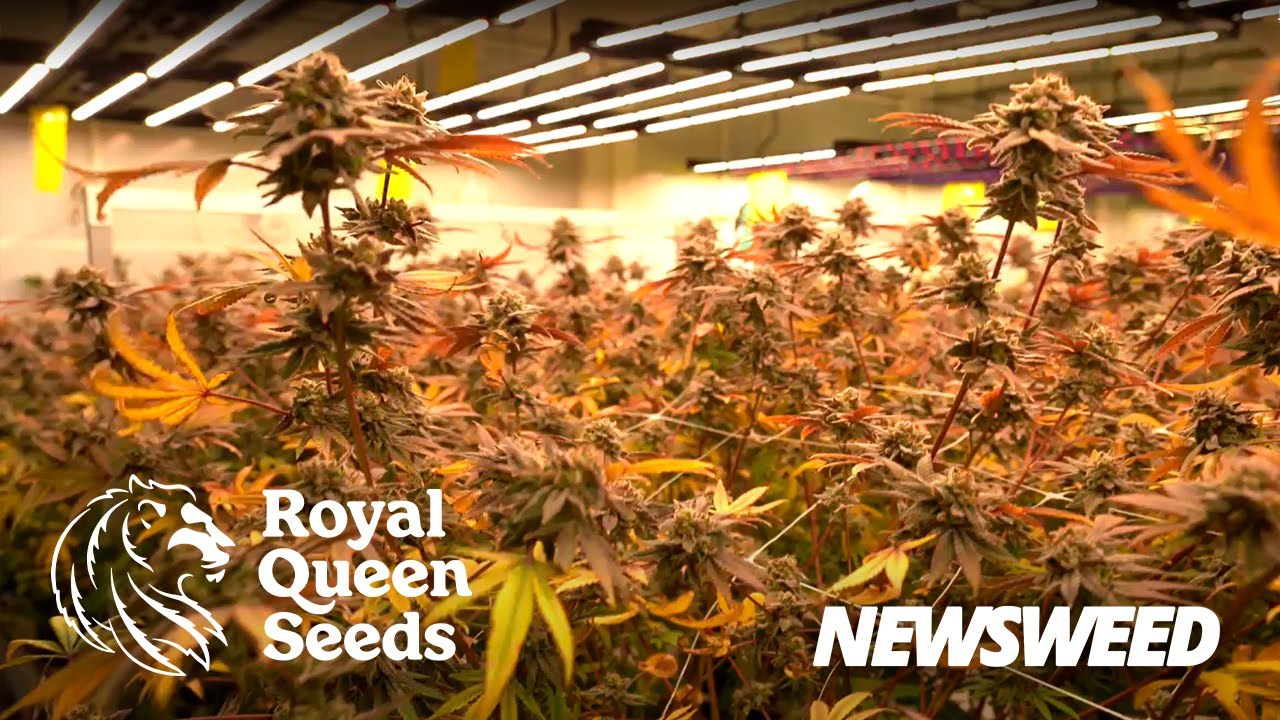Royal Queen Seeds Thaïlande : la visite