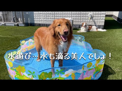 【水遊び】テラとピコ、水も滴る、美人でしょ!? コーイケルホンディエのテラとノバスコシアダックトーリングレトリバーのピコとの暮らし