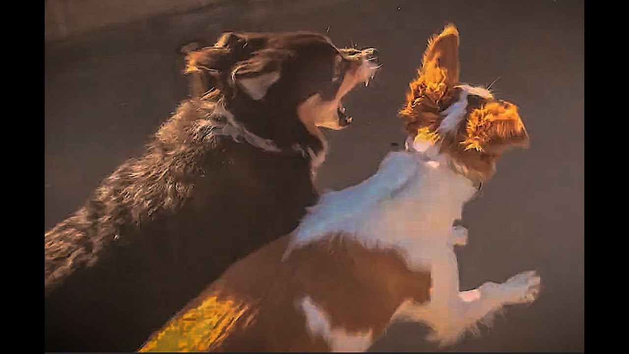 🐶 Who Let The Nutty Nunzi Dogs Pack Out? 😜