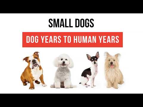 วีดีโอ: ตำนานสัตว์เลี้ยง: Dog Years To Human Years