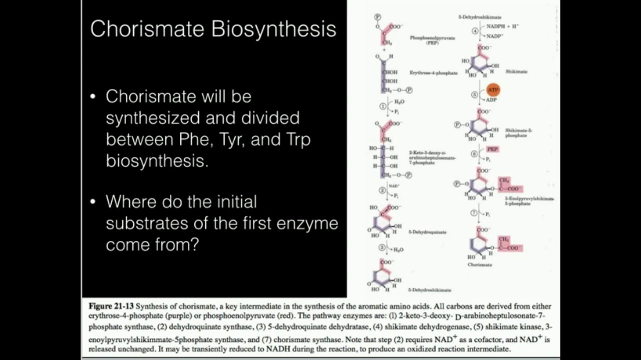 Chorismate, Phenylalanine, Tyrosine Biosynthesis