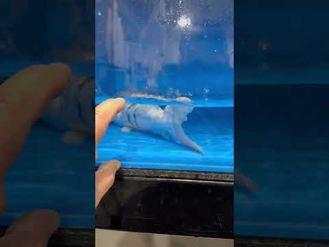 Day 5 and he still alive ❤️