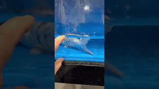 Day 5 and he still alive ❤️