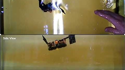 3D swimmer translation